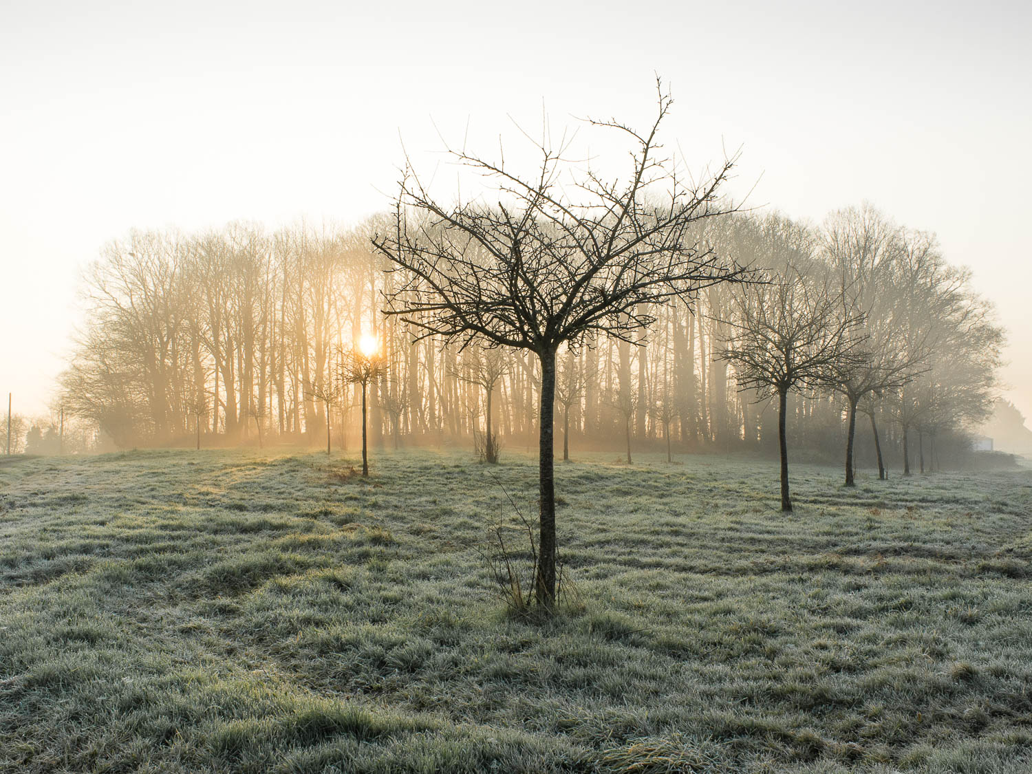 Photograph of a misty dawn in the orchard.